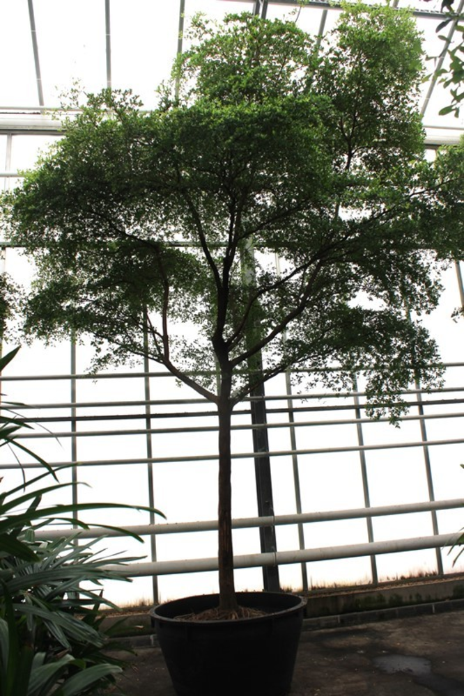 Bucida buceras.