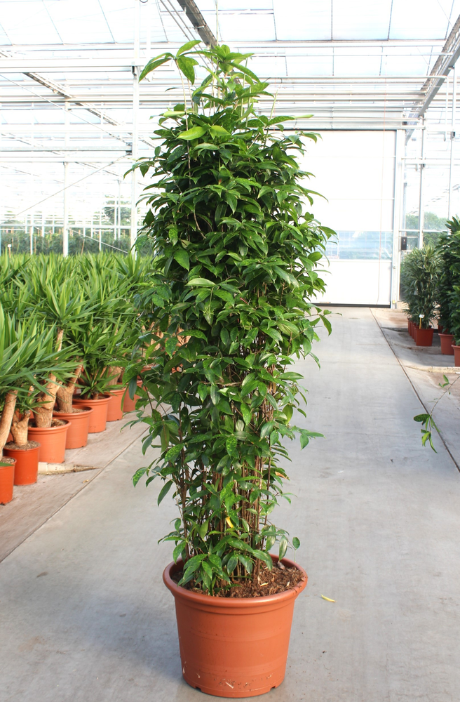 Dracaena Surculosa.