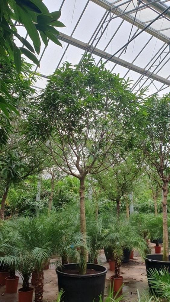 Ficus Alii.