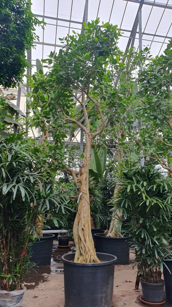 Ficus Benghalensis.