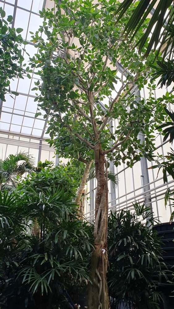 Ficus Benghalensis.