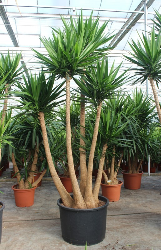 Yucca elephantipes.
