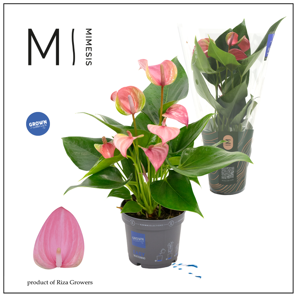 Mimesis Anthurium KARMA Joli - 9cm.
