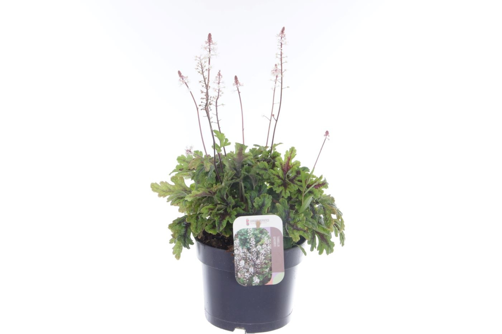 Tiarella cordifolia Sugar and Spice.
