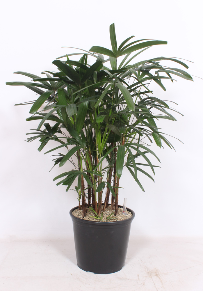 Rhapis excelsa.
