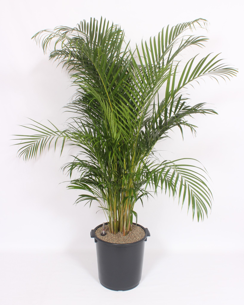 Dypsis lutescens 'Areca'.