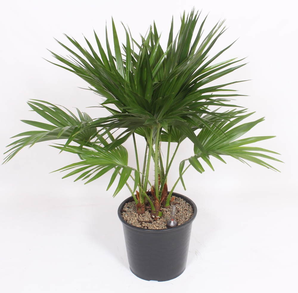 Livistona chinensis.