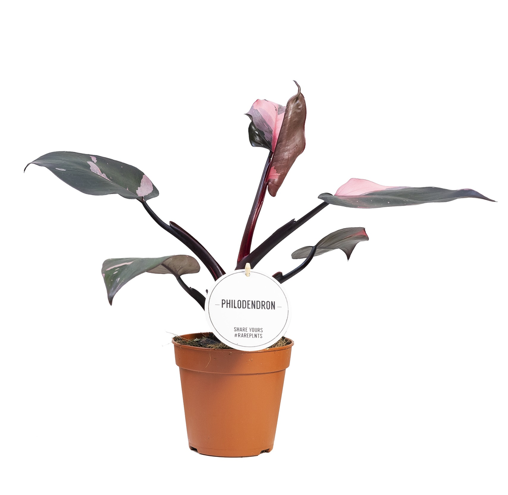 Philodendron Pink Princess.