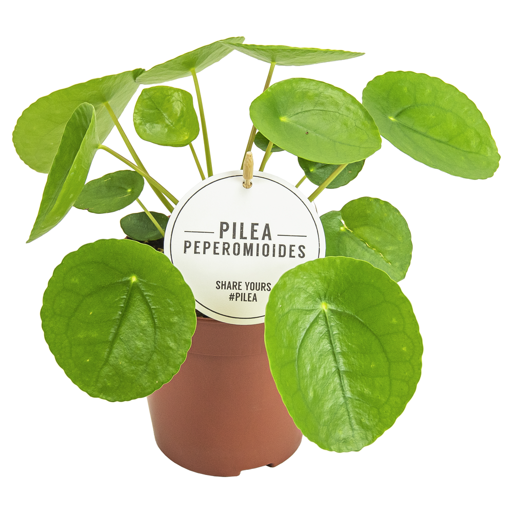 Pilea Peperomioides.