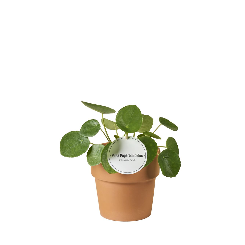 Pilea Peperomioides in Terracotta Oranje.