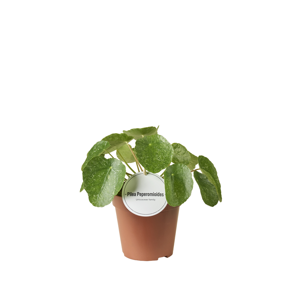 Pilea Sugar.