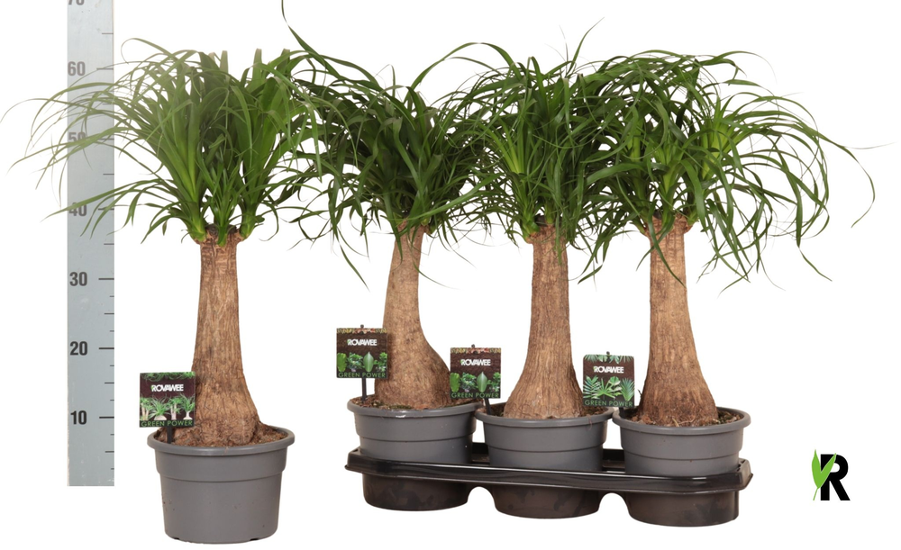 Beaucarnea rec. rechte stam in fust 7319.