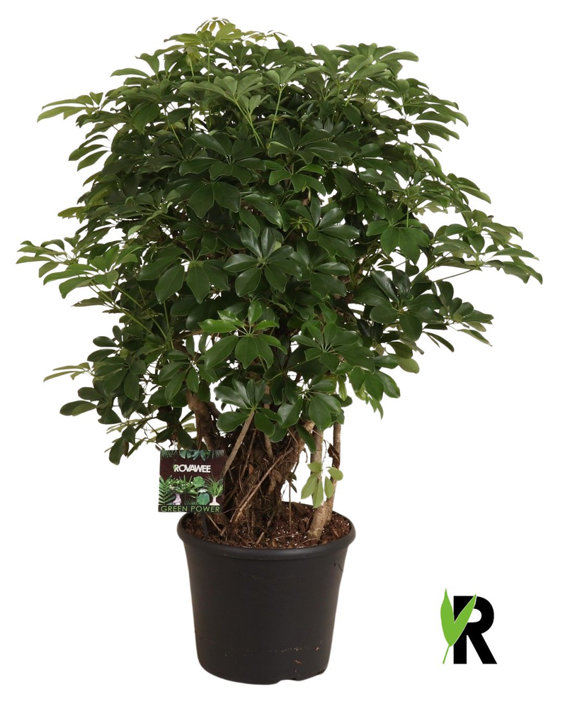 Schefflera arb. Compacta zware bonsai.