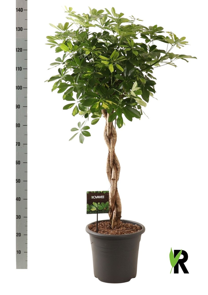 Schefflera arb. Gold Capella gevlochten stam.