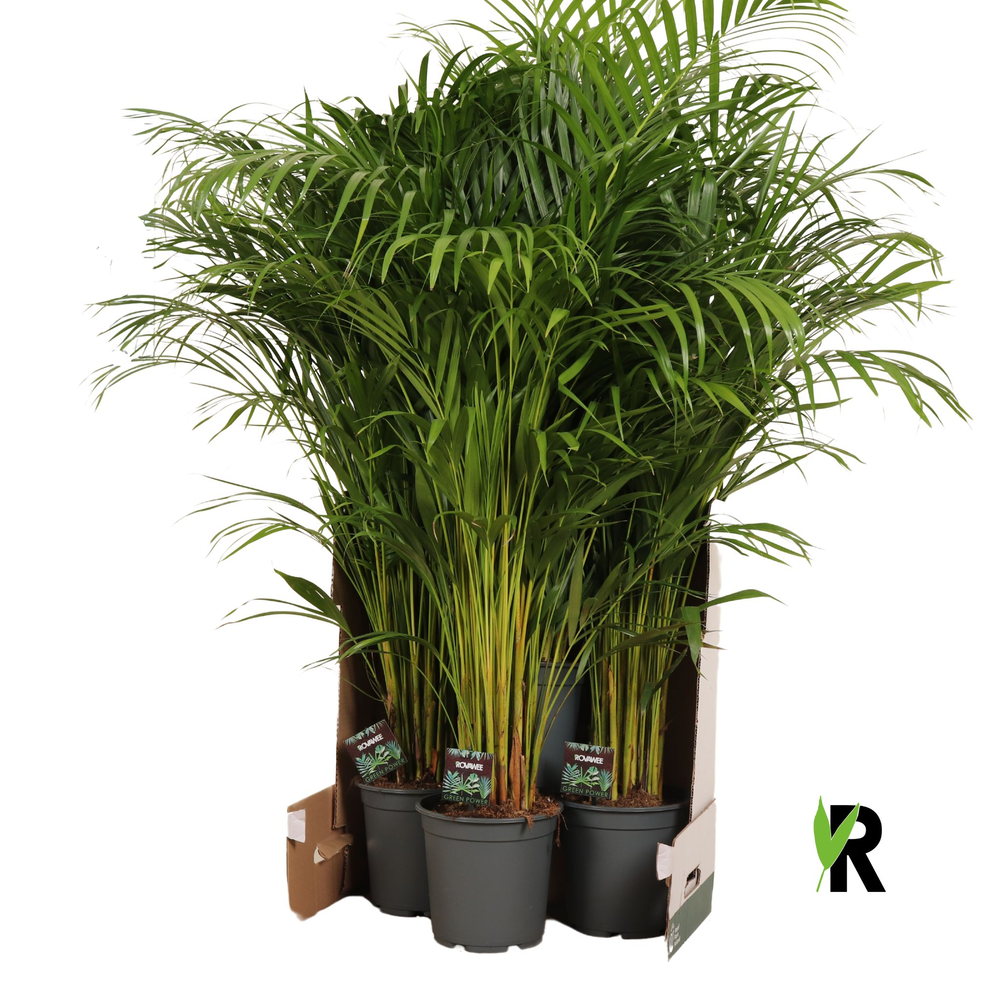 Dypsis lutescens in fust 352.
