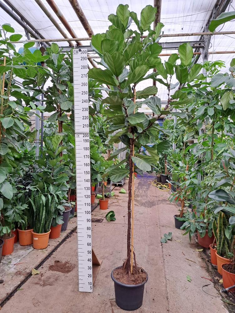 Ficus Lyrata stam 300.
