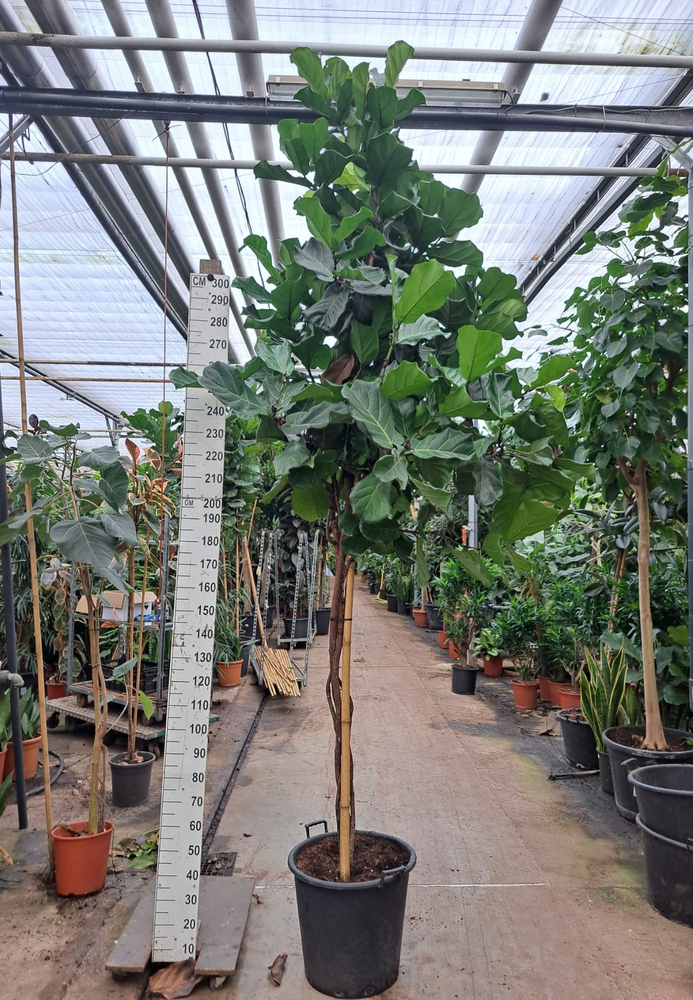 Ficus Lyrata multistam 380.