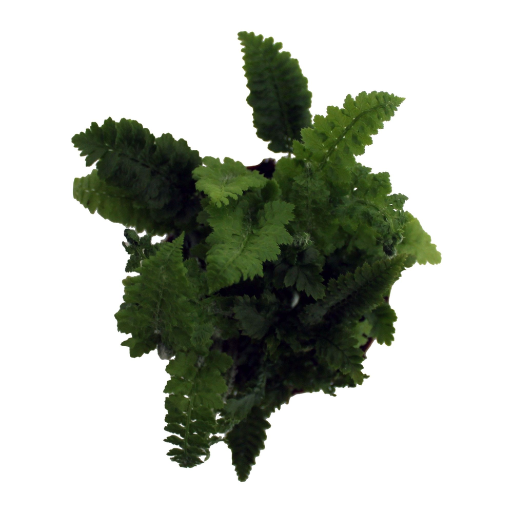 Dryopteris Affinis Crispa 'Congesta' (Winterhard).