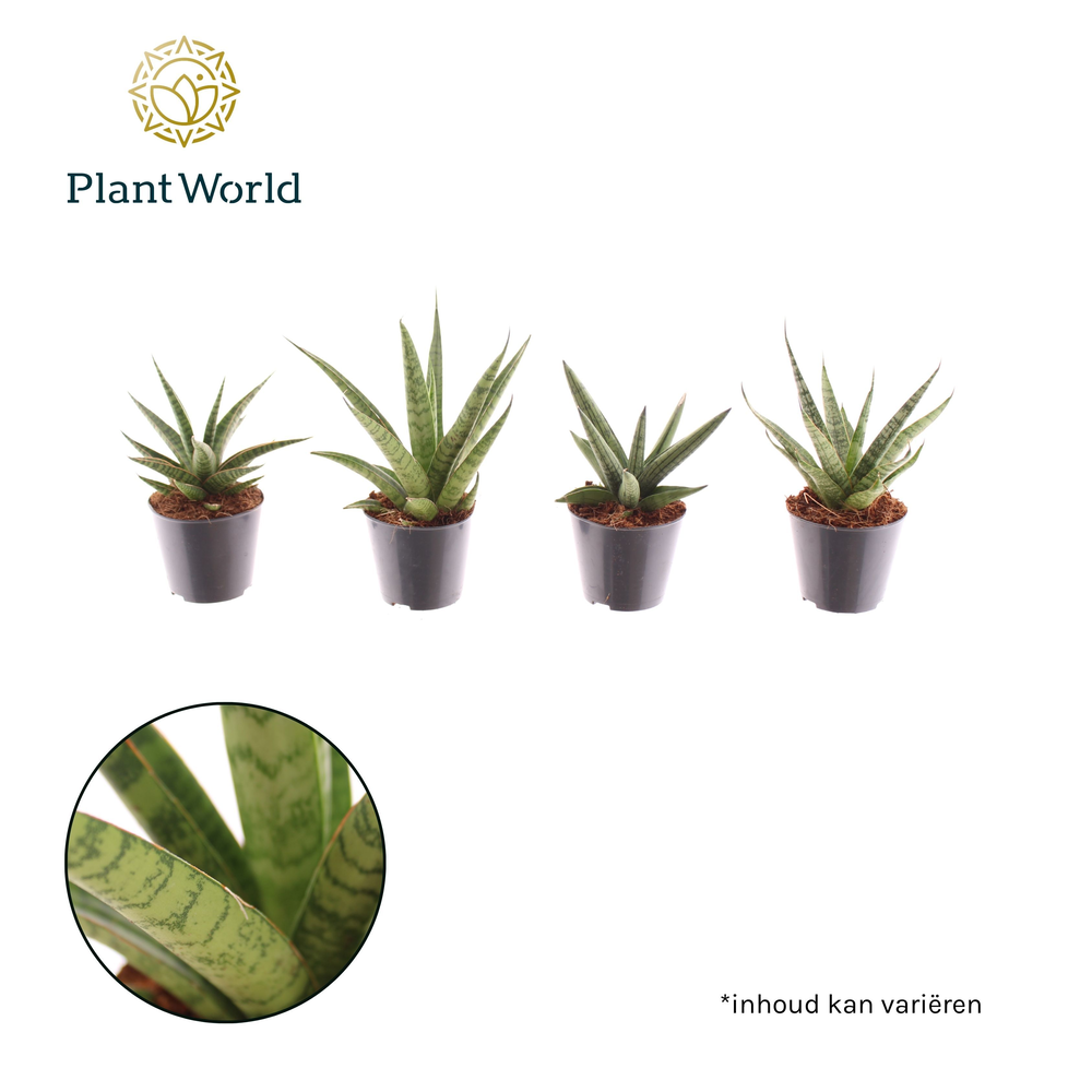 Sansevieria mix Gobi P8,5.