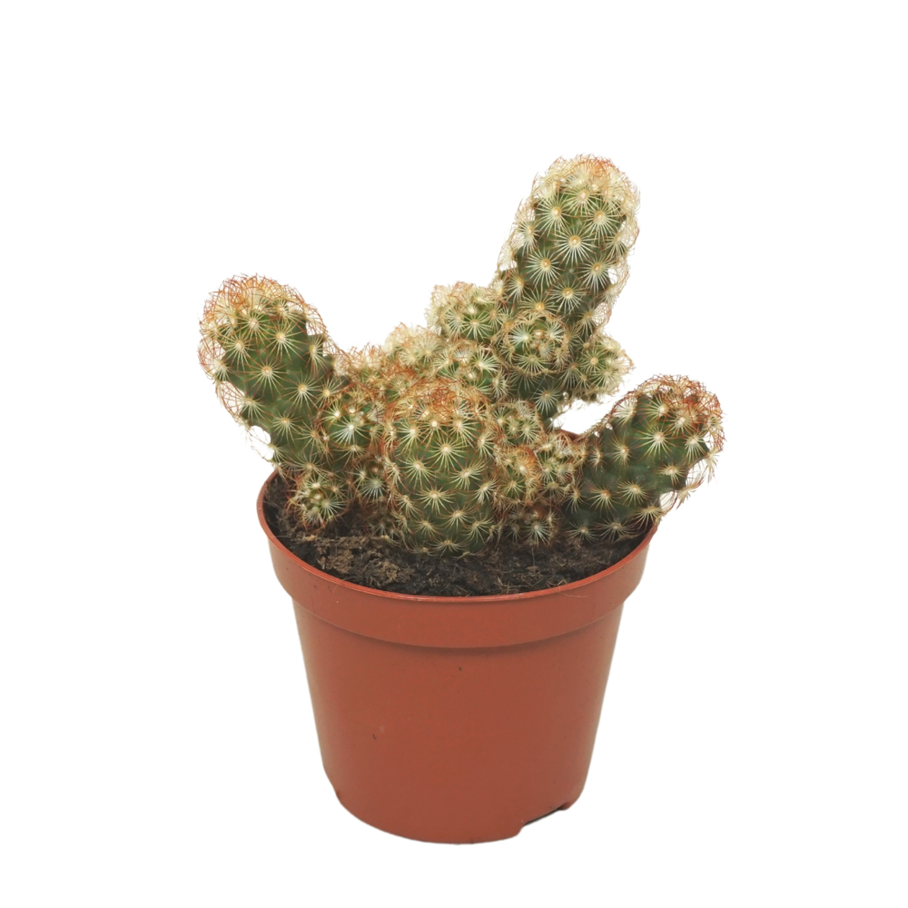 Mammillaria elongata 8,5 cm.