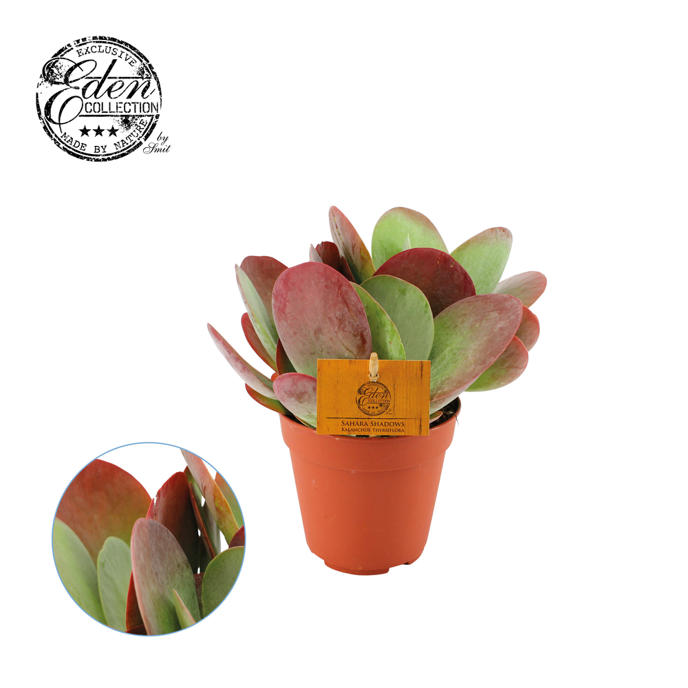Kalanchoe Thyrsiflora 12cm.