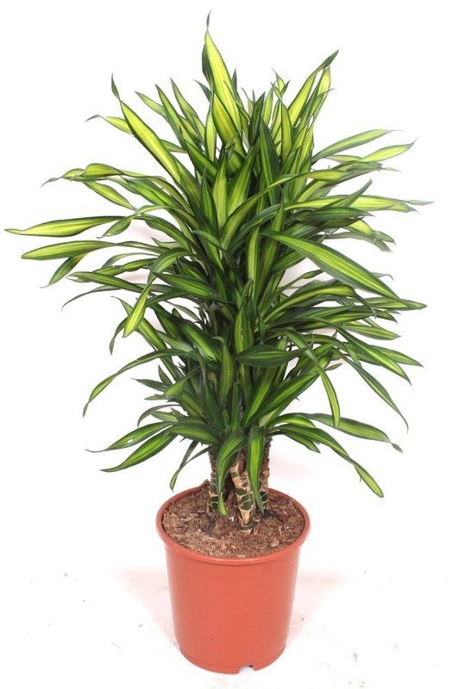 Dracaena Riki.