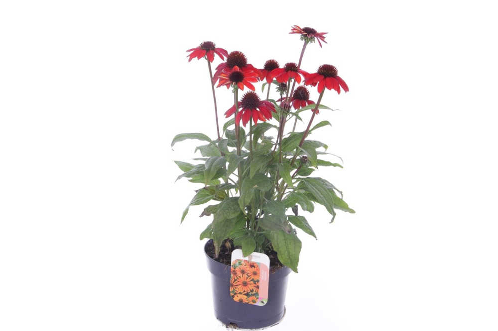 Echinacea purp. Sombrero Red.