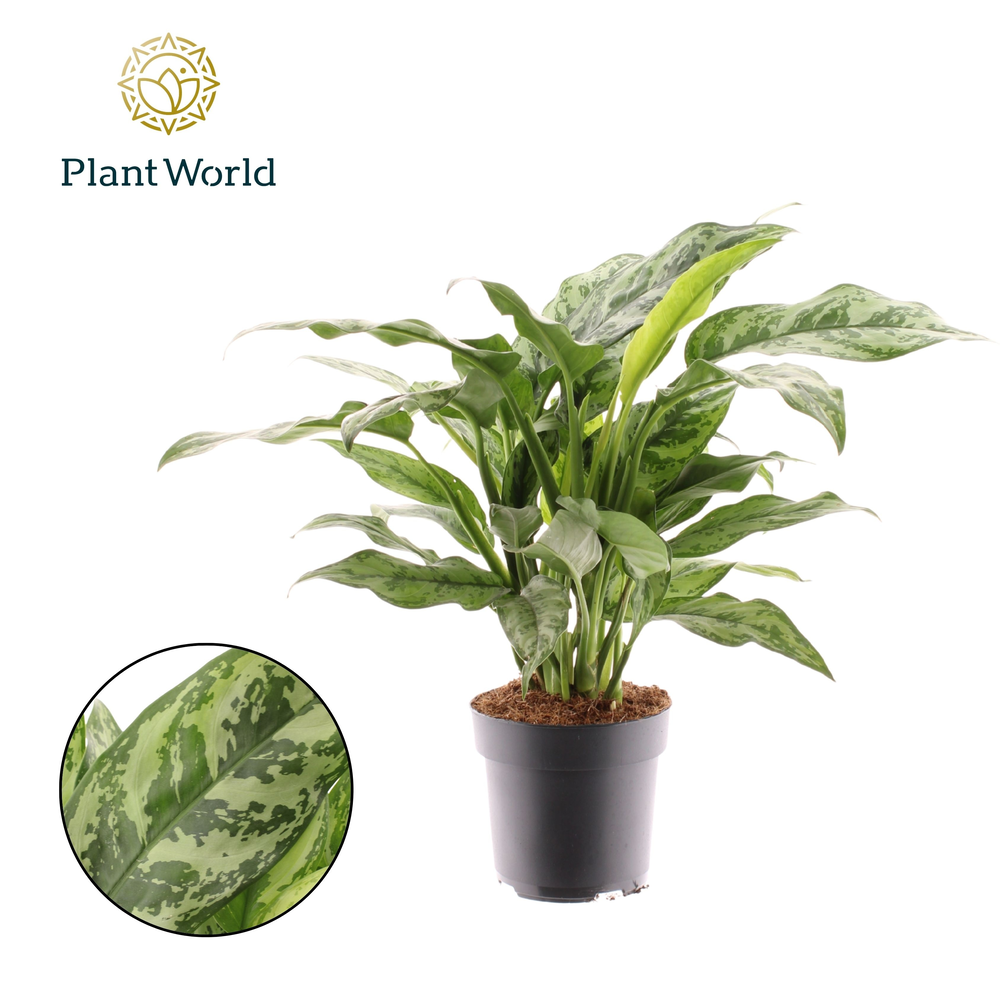 Aglaonema Romeo.