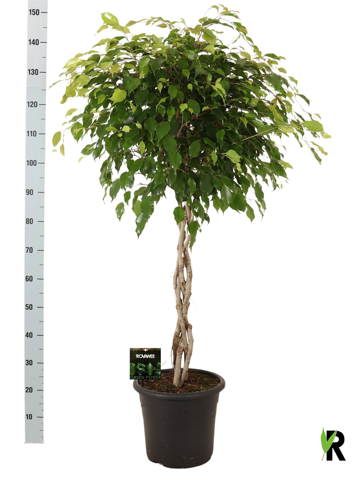 Ficus benj. Exotica gevlochten stam in sierpot.