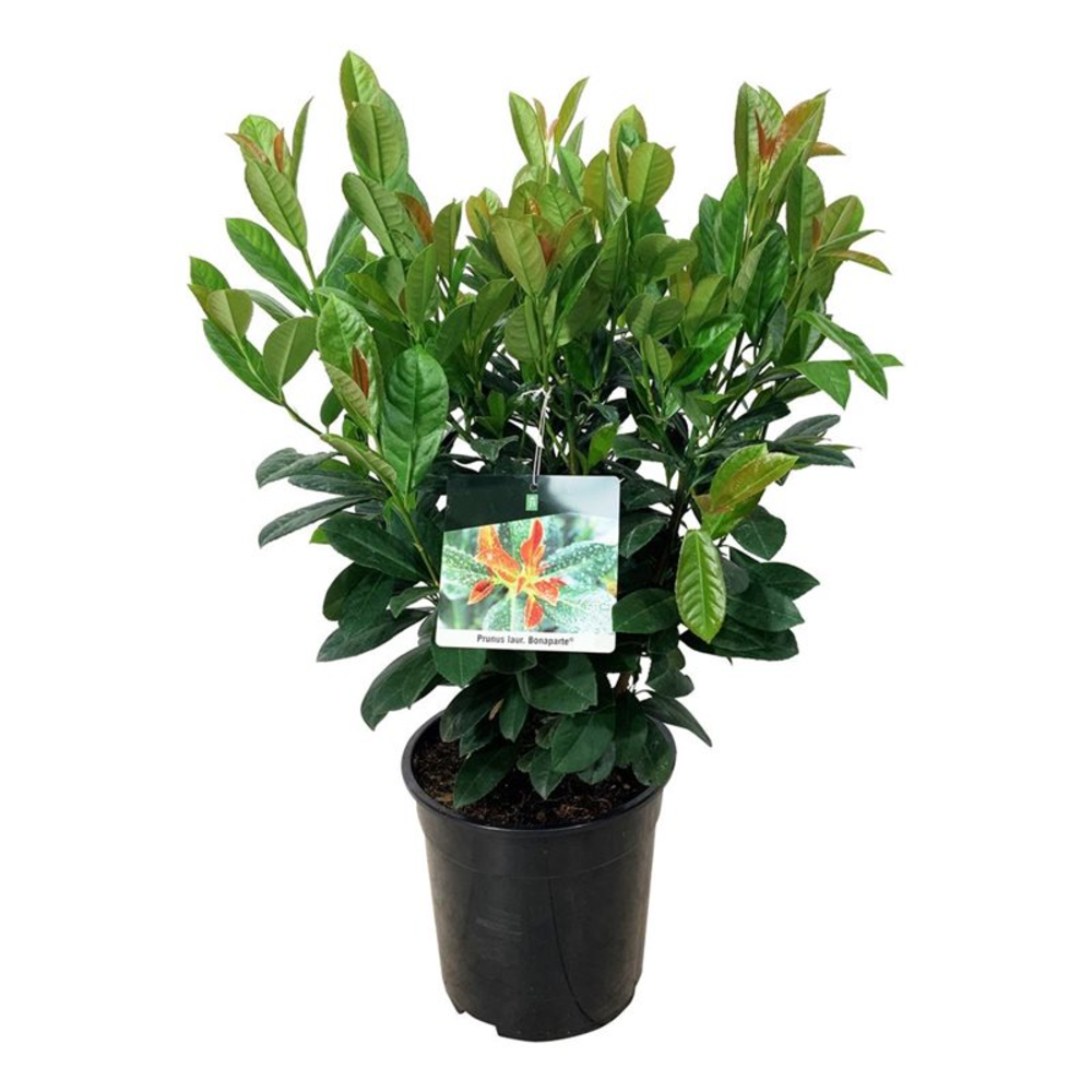 Prunus laur. 'Bonaparte' PBR.