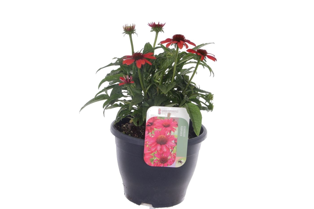 Echinacea purp. Sombrero Red.