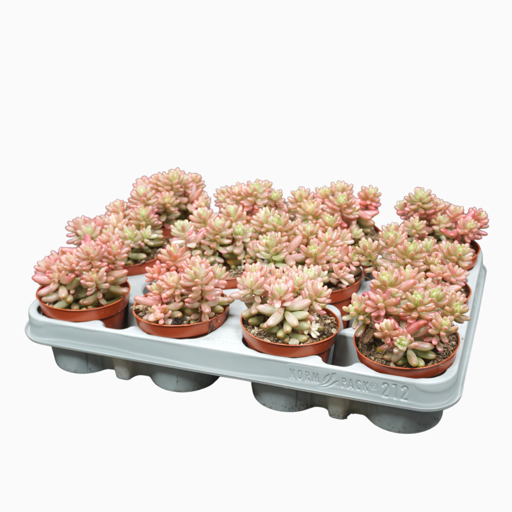 Sedum rubrotinctum aurora 8,5 cm.