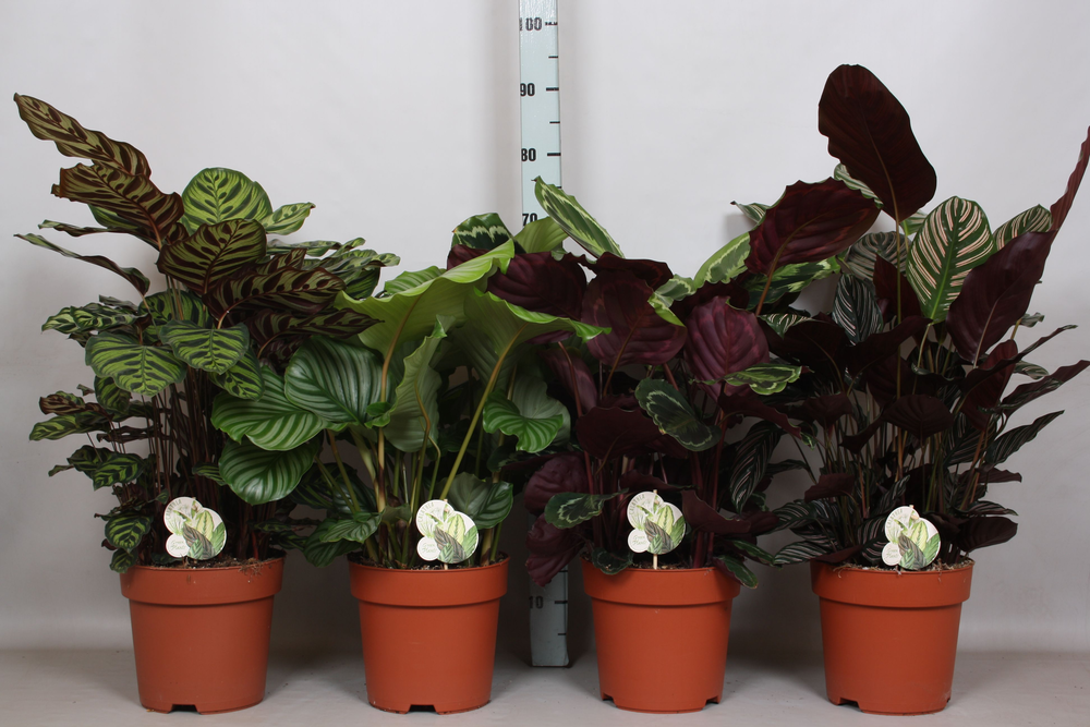 Calathea Mix 4 srt: Ornata, Medaillon, Makoyana, O.