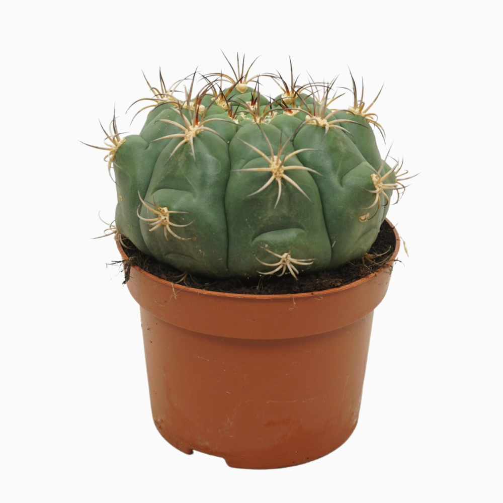 Gymnocalycium saglione 13 cm.