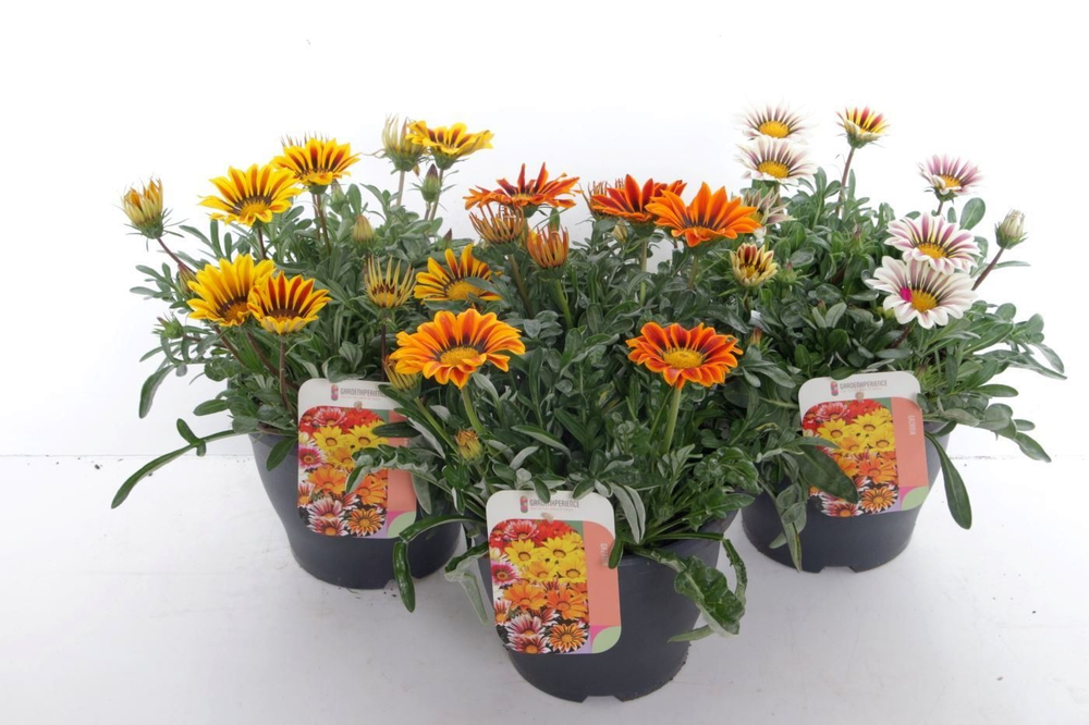 Gazania rigens Big Kiss mix.
