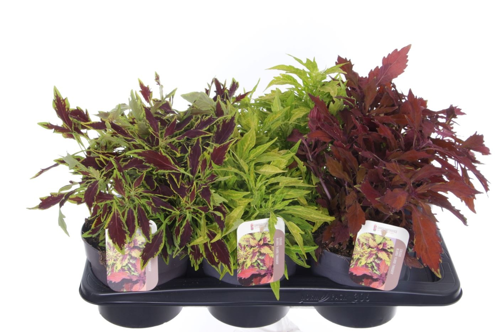 Coleus FlameThrower mix.