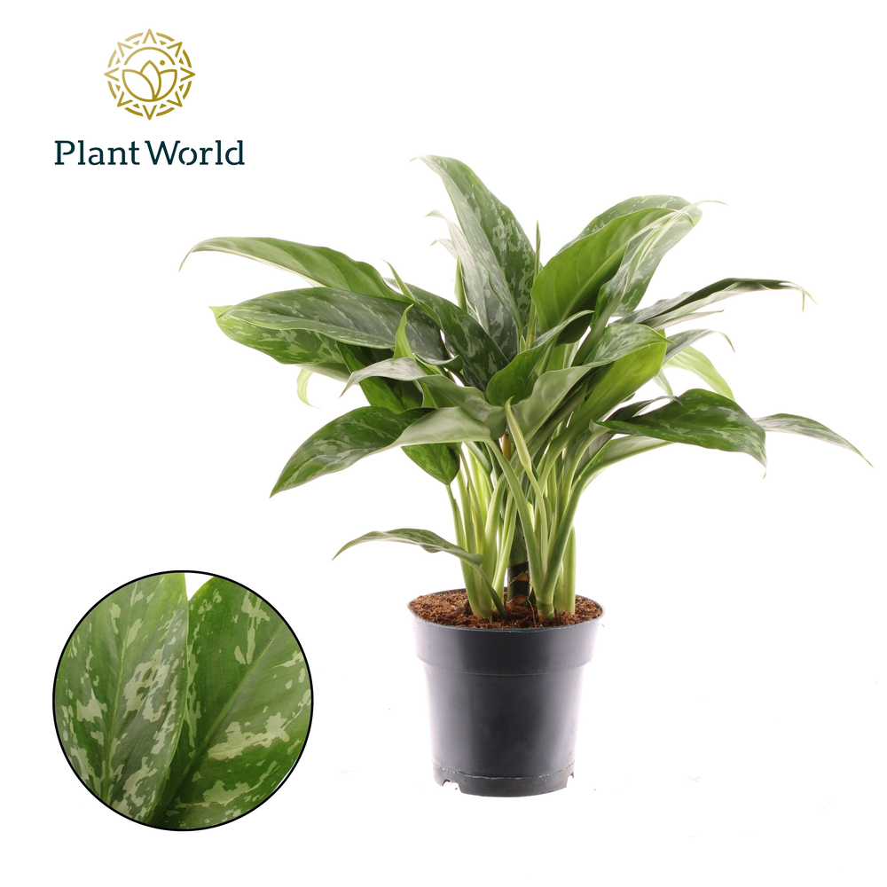 Aglaonema Green Lady.