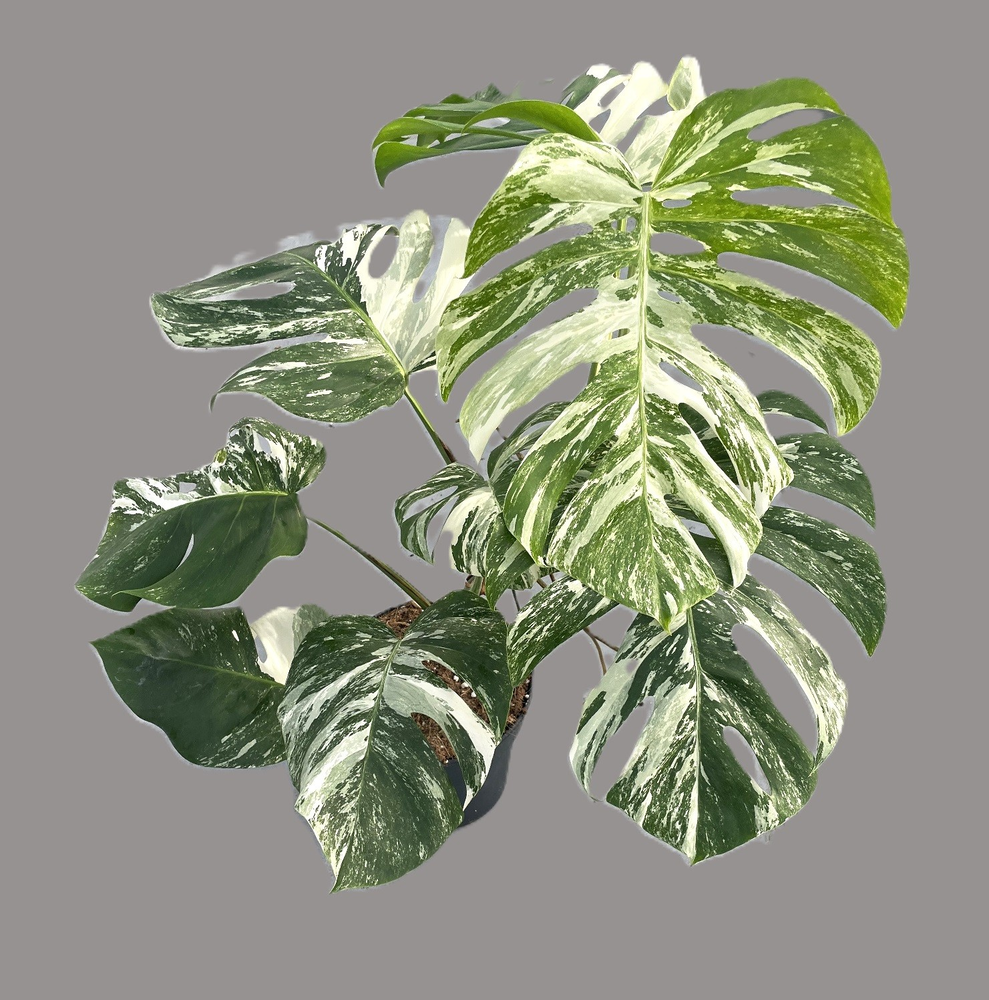 Monstera deliciosa variegata (hoog bont) p21.