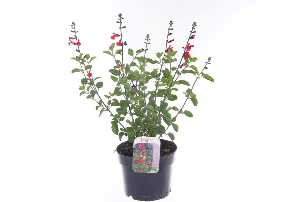 Salvia microphylla Salvinio True Red.