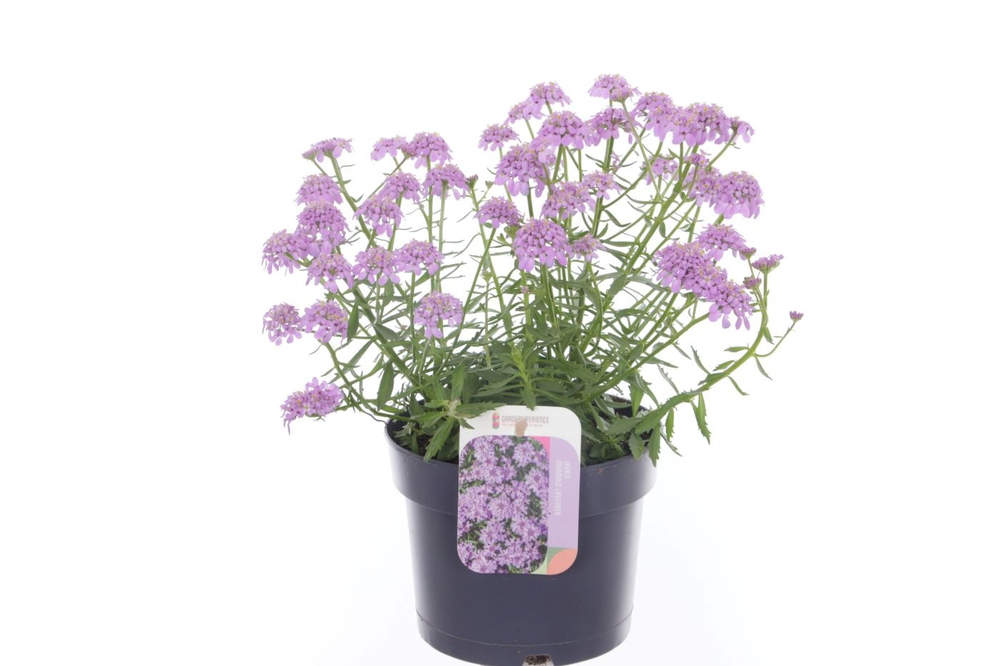 Iberis x hybrida Mermaid Lavender.