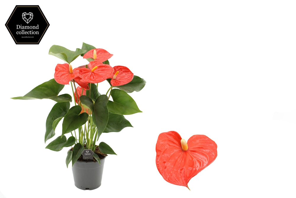 Anthurium Prince of Orange in transparant sleeve.