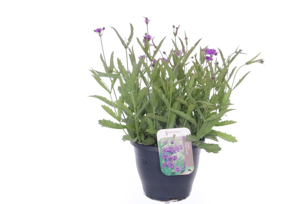 Verbena rigida Santos.