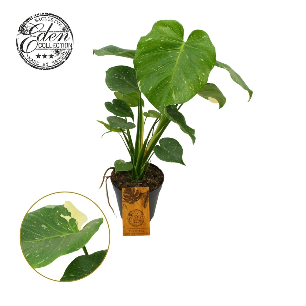 Monstera Thai constellation 15cm.