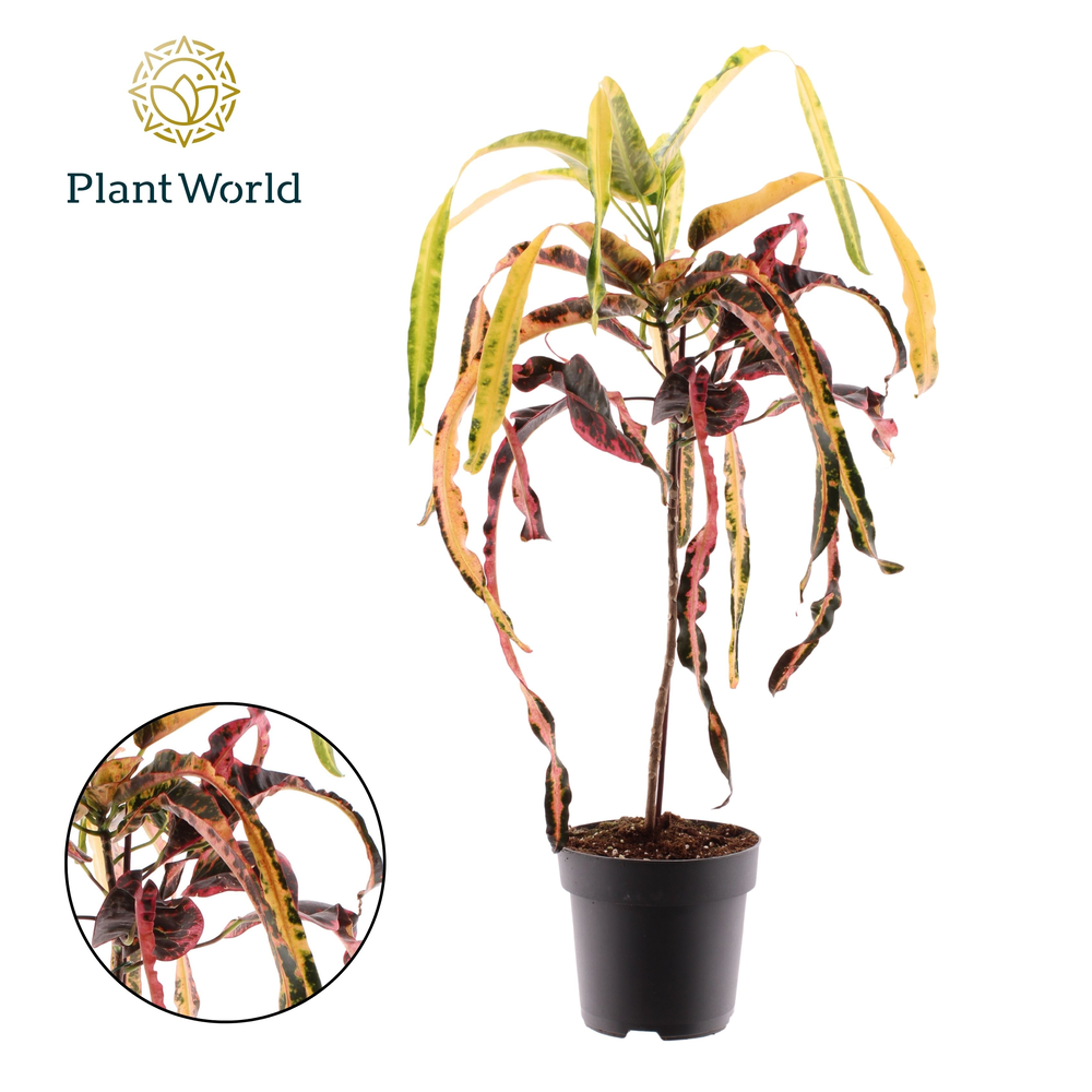 Croton Dreadlock P19.
