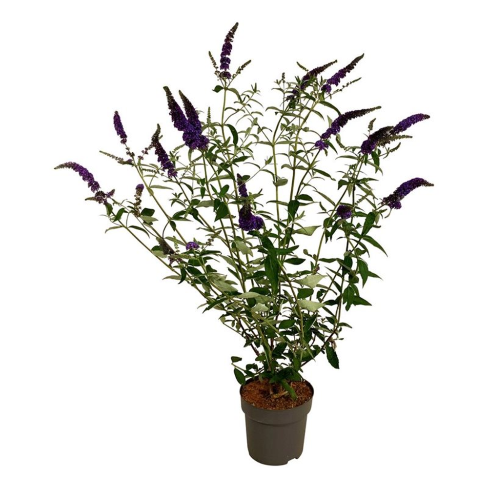 Buddleja dav. 'Empire Blue'.
