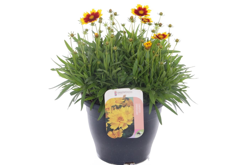 Coreopsis grand. Uptick Gold&Bronze.
