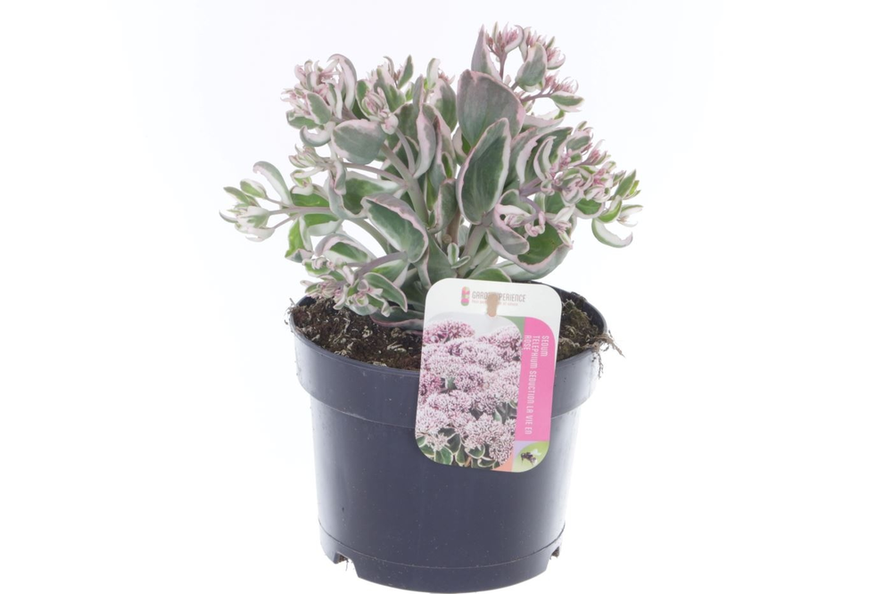 Sedum telephium La Vie en Rose.