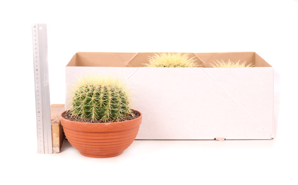 Echinocactus grusonii 20 cm.