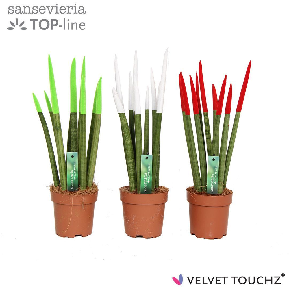 Sansevieria VELVET TOUCHZ® Italië.