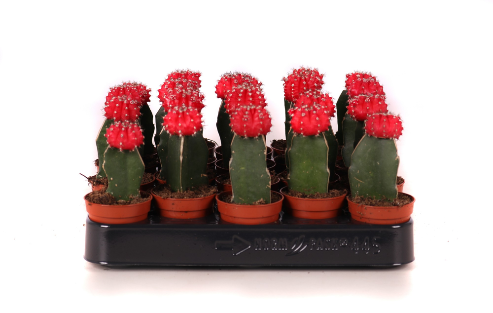 Cactus geent rood 5,5 cm.